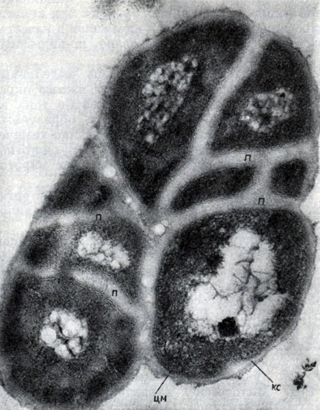 Рис. 109. Ультратонкий срез клеток Mycococcus species, демонстрирующий специфический способ деления микококков. Увел. X 60 000. п - перегородки; цм - цитоплазматическая мембрана; кс - клеточная стенка