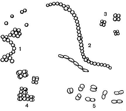 Рис. 111. Родовая принадлежность кокков в зависимости от расположения клеток после деления: 1 - Micrococcus; 2 - Streptococcus; 3 - Gaffkya; 4 - Sarcina; 5 - Diplococcus
