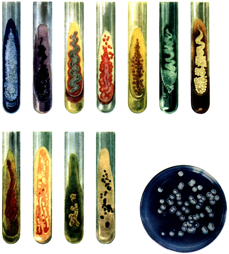 Таблица 40. Пигментация у различных видов актиномицетов в пробирках и чашке Петри
