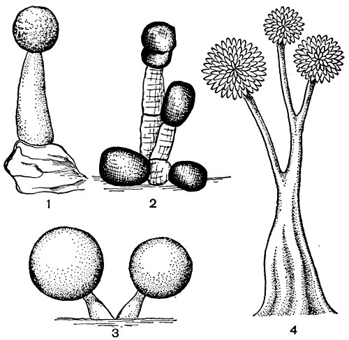 Рис. 113. Плодовые тела некоторых миксобактерий: 1 - Myxococcus stipitatus (высота колонии 0,1 мм); 2 - Podangium erectum (высота 50 мкм); 3 - Myxococcus fulvus (высота 150 мкм); 4 - Chondromyces sp. (высота 0,5 мм)