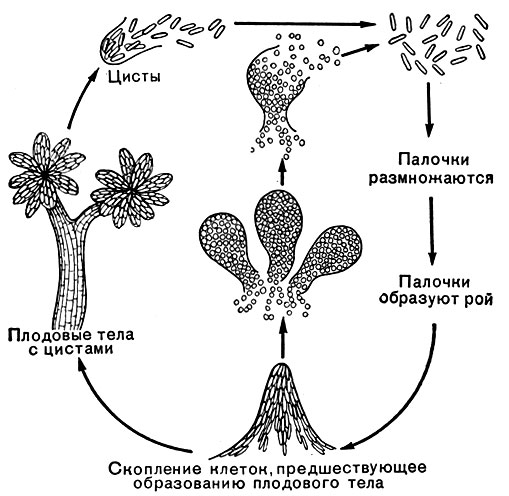 Рис. 114. Цикл развития миксобактерий из рода Chondromyces (по Шлегелю, 1972)