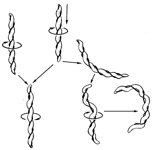 Рис. 116. Схема механизма движения спирохет