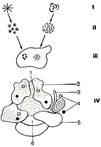 Рис. 121. Схема структуры простейшего микробного ценоза: I	- простейшая микроколония (микроагрегат 5 - 10 мкм); II - популяционная микроколония бактерий (30 - 50 мкм); III	- гранула почвы, заселенная популяционными колониями (300 - 500 мкм); IV - микроочаг (общий диаметр 0,5 - 5 мм): 1 - капилляр, заполненный почвенным раствором; 2 - пленка гумусового вещества; 3 - растительный материал; 4 - популяционные колонии микробов; 5 - почвенная минеральная гранула; 6 - пора