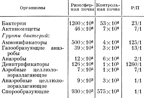 Сравнение числа разных бактерий и актиномицетов в ризосфере пшеницы и в контрольной почве