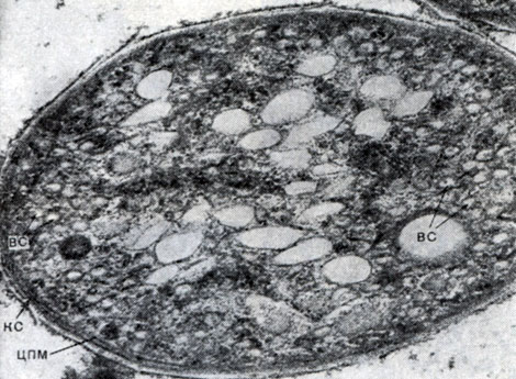 Рис. 126. Ультратонкие срезы клеток Amoebobacter sp. ВС - везикулярные фотосинтезирующие структуры; НС - клеточная стенка; ЦПМ - цитоплазматическая мембрана. Увел. X 40 000