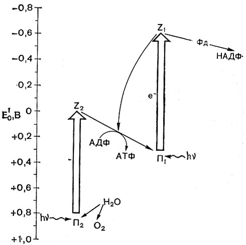 Рис. 132. Схема переноса электронов при фотосинтезе у растений: П1 и П2 - пигменты фотоактивных центров; Z1 и Z2 - первичные акцепторы электрона; Фд - ферредоксин; НАДФ - никотинамидадениндинуклеотидфосфат; АТФ - аденозинтрифосфат