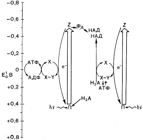 Рис. 133. Возможные пути переноса электронов при фотосинтезе у бактерий. П - пигмент фотоактивного центра; Z - первичный акцептор электрона; Фд - ферредоксин; НАД - никотинамидадениндинуклеотид; X ˜ У - макроэргическое соединение, предшествующее АТФ, АТФ - аденозинтрифосфат