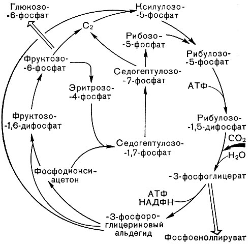Рис. 134. Пентозофосфатный восстановительный цикл углерода (цикл Кальвина)