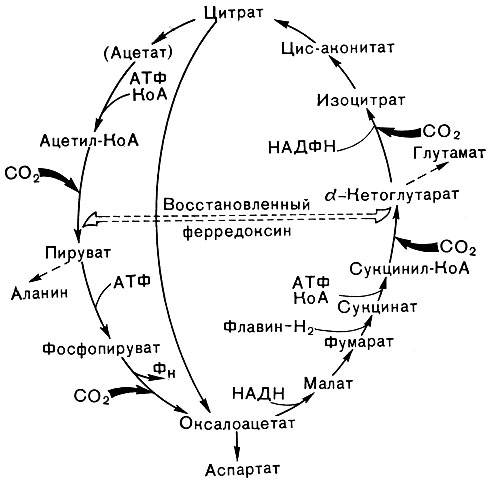 Рис. 135. Восстановительный цикл карбоновых кислот (цикл Арнона)
