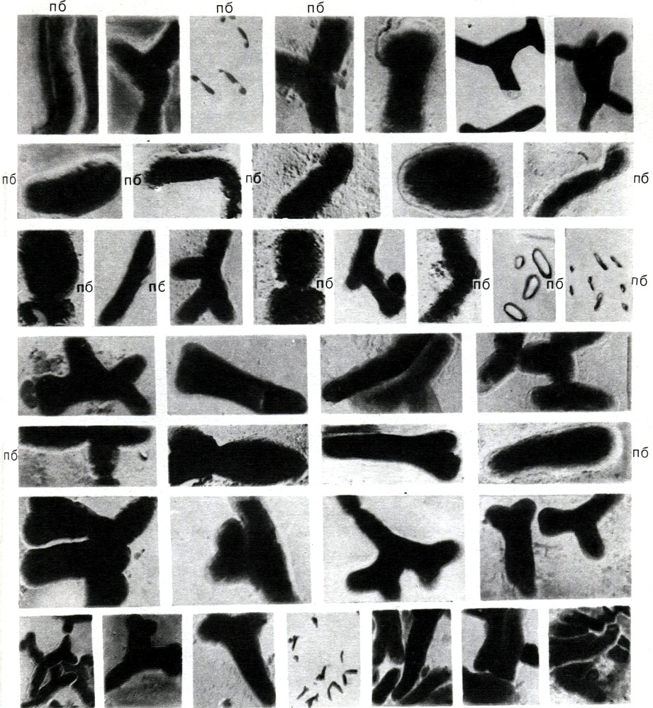 Таблица 44. Палочковидные бактерии (пб) и бактероиды из клубеньков чины, вики, акации (увел. Х 6000 - 10 000)