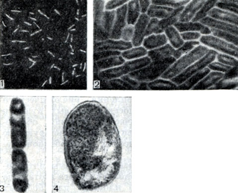 Рис. 143. Клетки клубеньковых бактерий: 1	- из клубеньков кормовых бобов (увел. X 300); 2 - люцерны	(увел. X 7000); 3 - клевера (увел. X 10 000); 4 - ультратонкий срез клубеньковых бактерий люцерны (увел. Х 15 00)