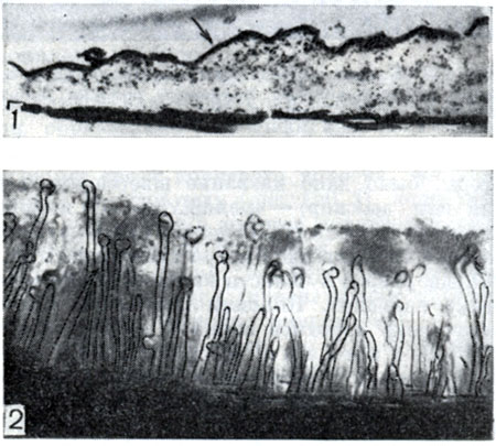 Рис. 147. Слой гранулированного вещества на поверхности корневого волоска (1) при электронно-микроскопическом исследовании (по П. Дарту, Ф. Мерсеру, увел. X 30 000) и слизистый зооглейный слой (2), в который погружены корневые волоски клевера, под световым микроскопом (увел. X 80)