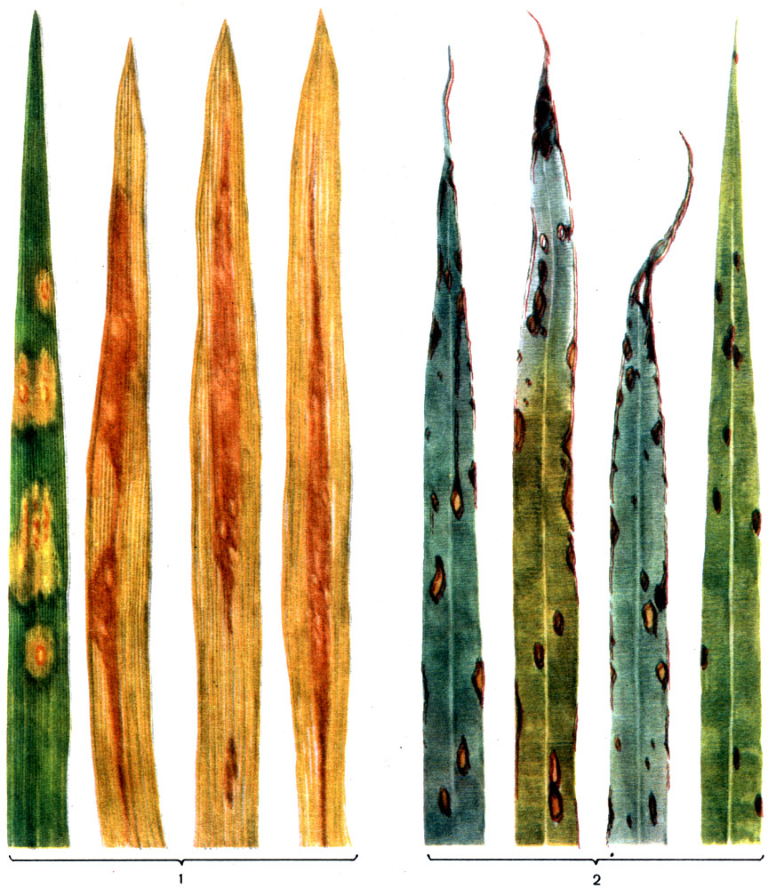 Таблица 46. Бактериоз овса и суданской травы: 1 - бурый (красный) бактериоз овса; 2 - бактериоз суданской травы