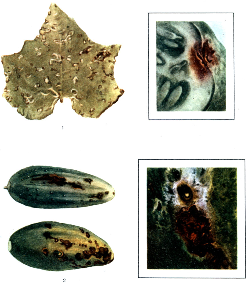 Таблица 49. Бактериоз огурцов: 1 - больной лист (справа - пятна при большом увеличении); 2 - больные плоды (справа - язвочка при большом увеличении)