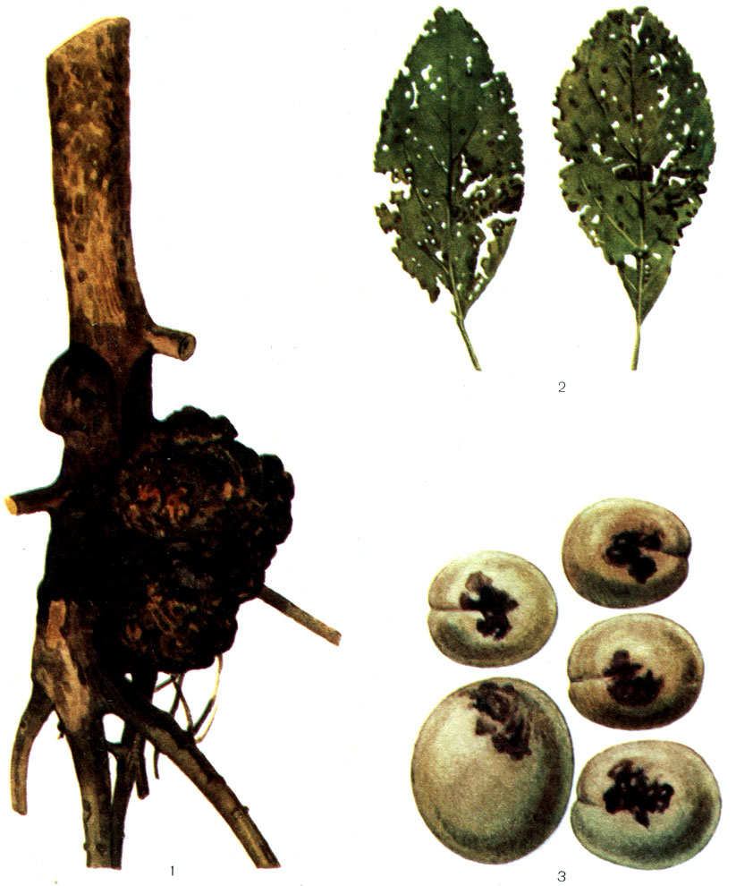 Таблица 51. Бактериоз косточковых пород: 1 - корневой рак (опухоль на корнях сливы); 2 - бактериальная пятнистость листьев косточковых пород (дырчатость листьев сливы); 3 - больные плоды сливы с пятнами
