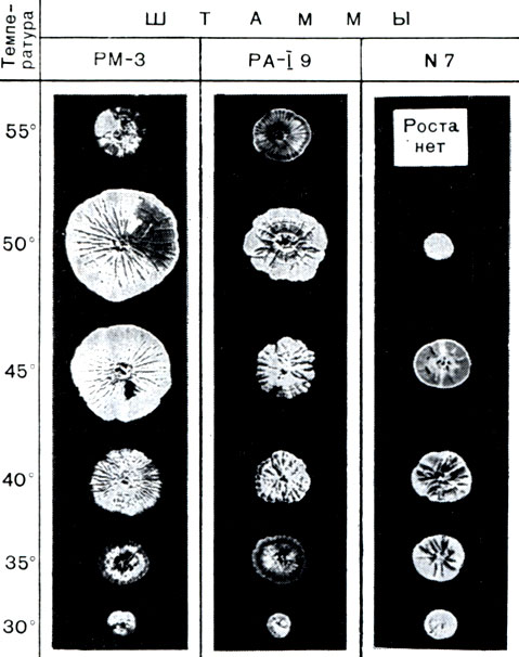 Рис. 191. Гигантские колонии различных актиномицетов при разных температурах. Уменьшено в 2,5 раза