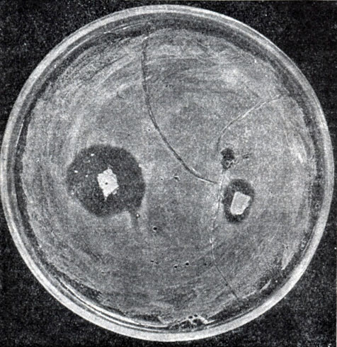 Рис. 194. Пример антагонизма у микробов. Видна зона подавления роста стафилококка вокруг агарового блока с культурой актиномицета