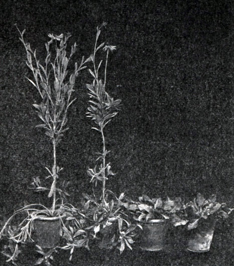 Рис. 200. Действие гиббереллина на рост и развитие рудбекии (слева - растения, обработанные гиббереллином, справа - контрольные)
