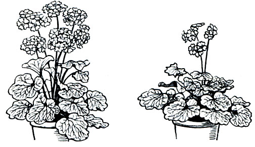 Рис. 201. Стимулирующее действие гиббереллина на рост и цветение примулы. Слева - растение, обработанное гиббереллином; справа - контрольное