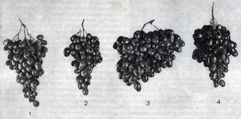 Рис. 202. Действие гиббереллина на виноград (кишмиш черный). Левые две грозди {1, 2) - контрольные, правые (3, 4) обработаны гиббереллином