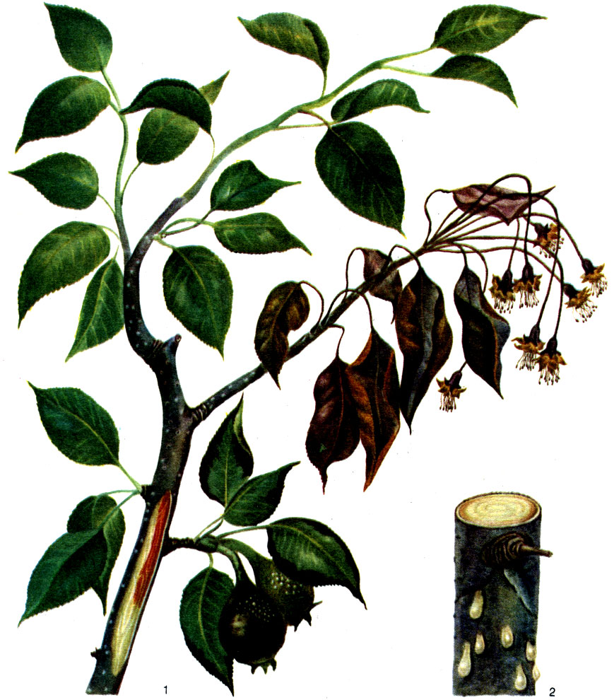 Таблица 56. Ожог плодовых деревьев: 1 - больное дерево груши; 2 - разрез больного побега, на коре - выделение эксудата