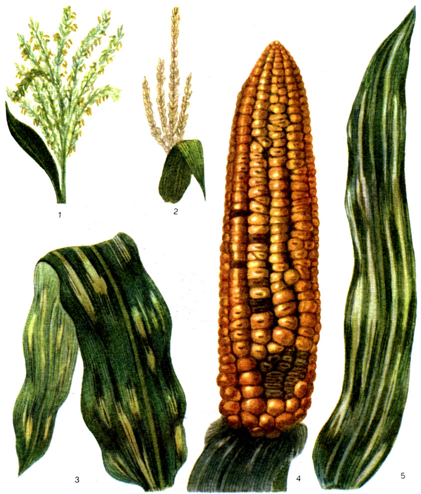 Таблица 57. Бактериальное увядание (вилт) кукурузы: 1, 2 - соцветия; 3, 5 - листья; 4 - початок
