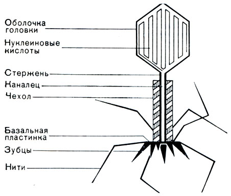 Рис. 211. Схема строения фаговой частицы