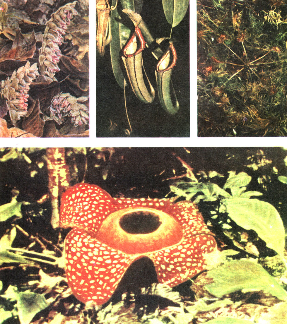 Таблица 16. Жизненные формы (травы наземные - паразитные и насекомоядные): вверху (слева направо) - петров крест, непентес, росянка; внизу - раффлезия