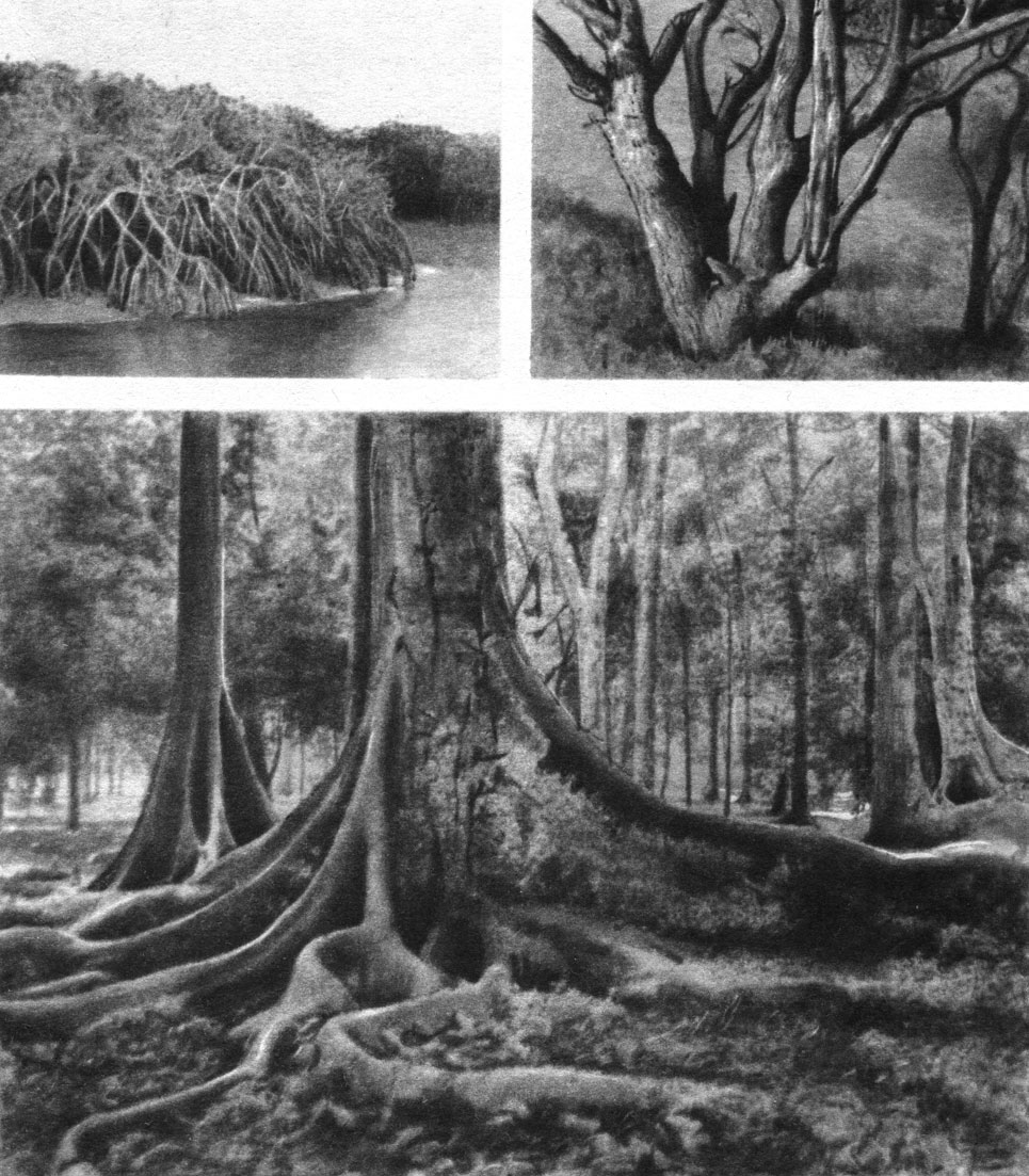 Таблица 18. Жизненные формы: вверху слева - мангровые заросли (видны ходульные корни); вверху справа - многоствольное дерево