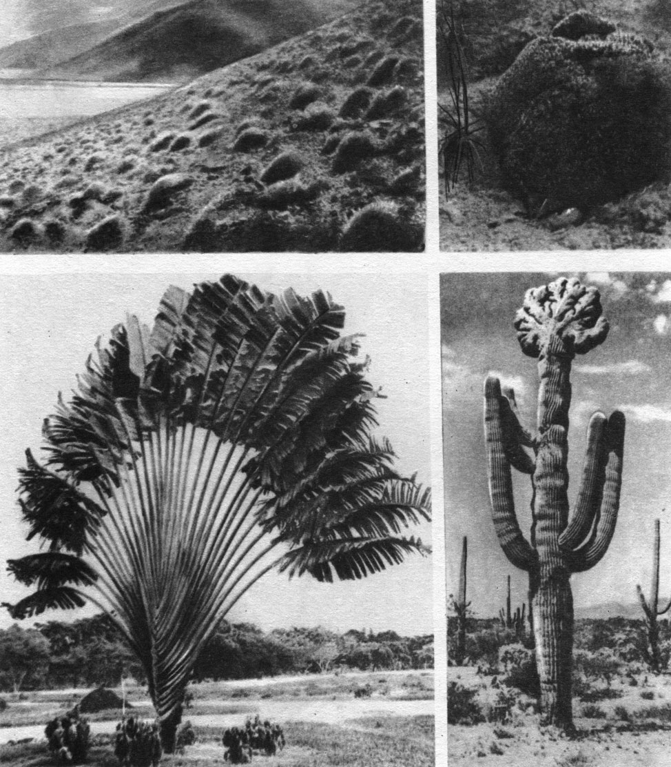 Таблица 19. Жизненные формы: вверху слева - подушка акантолимона на Памире; вверху справа - одна из этих подушек; внизу слева - 'дерево путешественников'; внизу справа - древовидные кактусы