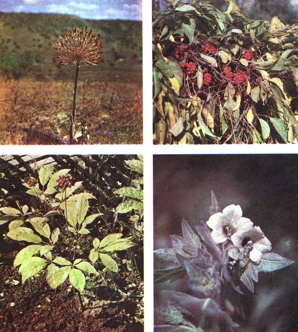Таблица 21. Дикие полезные растения: вверху слева - дикий лук; вверху справа - лимонник; внизу слева - женьшень; внизу справа - белена