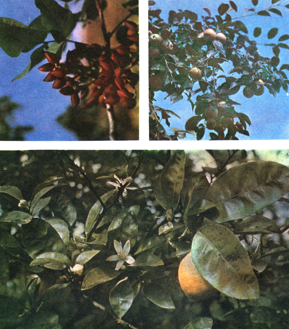 Таблица 23. Культурные растения: вверху слева - фисташка; вверху справа - яблоня; внизу - лимон