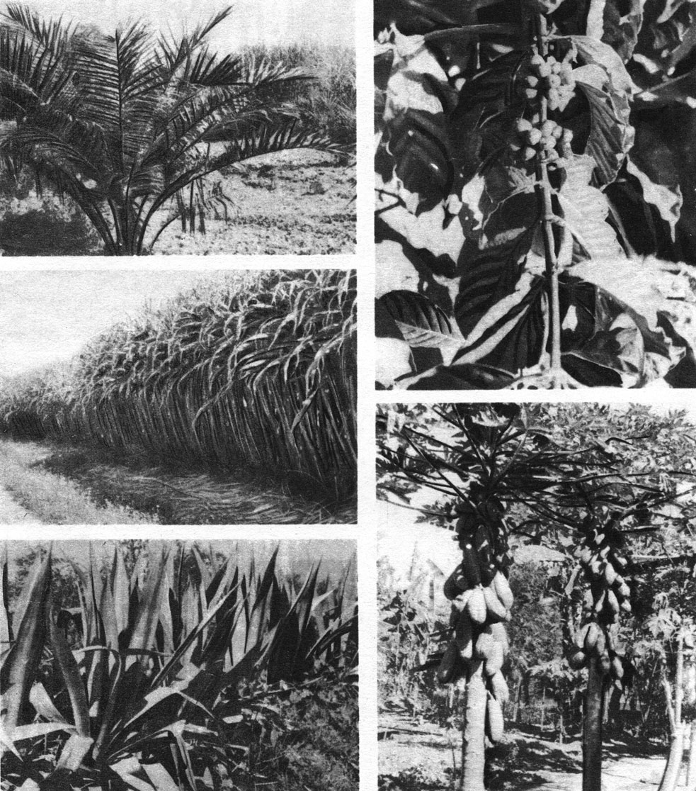 Таблица 25. Культурные растения: слева вверху - масличная пальма; слева в середине - сахарный тростник; слева внизу длиннолистная агава; справа вверху - кофейное дерево; справа внизу - дынное дерево