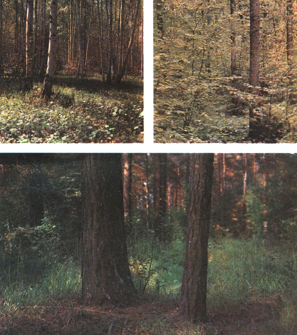 Таблица 26. Леса: вверху слева - березовая роща; вверху справа - широколиственный лес; внизу - сосновый бор