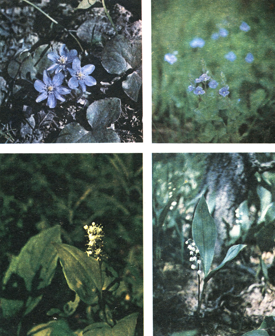 Таблица 29. Лесные травы: вверху слева - печеночница; вверху справа - вероника; внизу слева - майник; внизу справа-ландыш