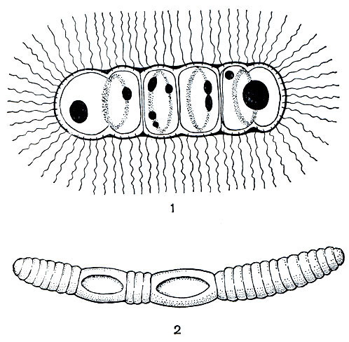 Рис. 67. Схема строения многоклеточных бактерий: 1 - Caryophanon и 2 - Oscillospira (по Пешкову, 1955)
