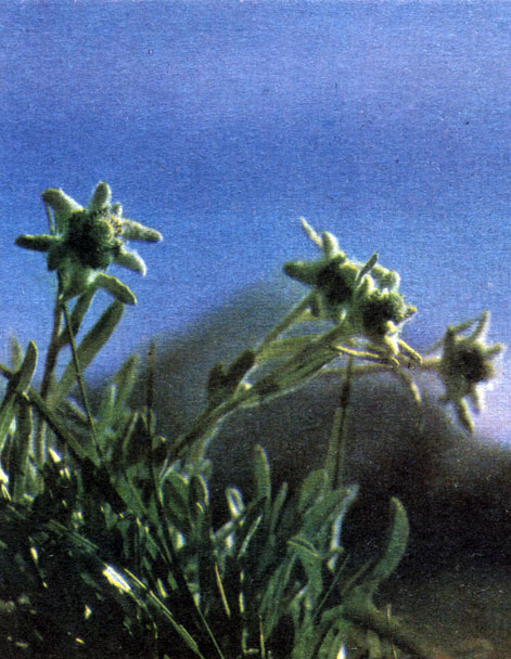 Таблица 13. Альпийские растения: эдельвейс