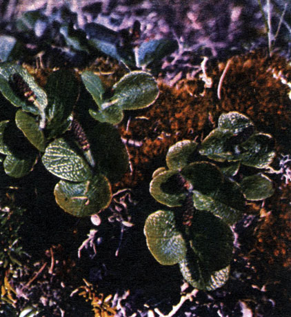 Таблица 14. Жизненные формы (кустарники): 'шпалерная' ива (Salix reticulata)