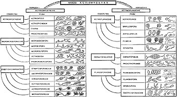 Рис. 88. Схема таксонов высших форм актиномицетов (Actinomycetes)
