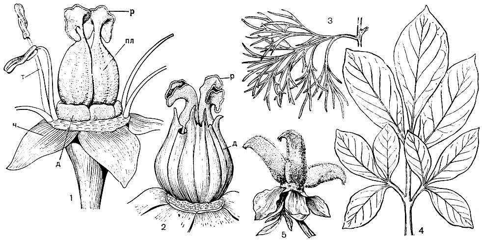 Рис. 3. Пионовые. Пион уклоняющийся (Paeonia anomala): 1 - фрагмент цветка. Пион полукустарниковый (P. suffniticosa): 2 - фрагмент цветка; т - тычинка; пл - плодолистик; р - рыльце; ч - чашелистик; д - диск. Пион тонколистный (P. tenuifolia): 3 - фрагмент листа. Пион крупнолистный (P. macrophylla): 4 - общий вид листа. Пион мужской (P. mascula): 5 - многолистовка