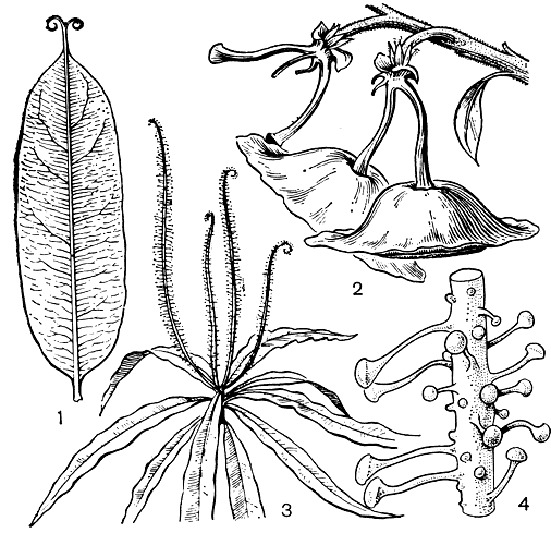 Рис. 5. Дионкофилловые. Хабропеталум Доу (Habropetalum dawei): 1 - лист со средней жилкой, оканчивающейся двумя крючками; 2 - ветвь с раскрывающимися плодами (на длинных ножках свисают 2 крупных семени). Трифиофиллум щитовидный (Triphyophyllum peltatum): 3 - молодой побег с листьями двух типов (продолговатоланцетовидными и железистыми); 4 - часть железистого листа (увеличено в 10 раз) с сидячими и приподнятыми на ножках желёзками