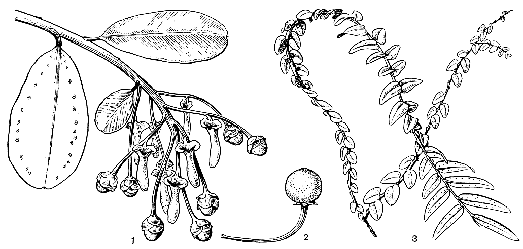 Рис. 9. Маркгравиевые. Норантея цветоносная (Norantea peduncularis): 1 - соцветие. Маркгравия прямоцветковая (Marcgravia rectiflora): 2 - плод. Маркгравия  изящная (M. picta): 3 - диморфизм листьев