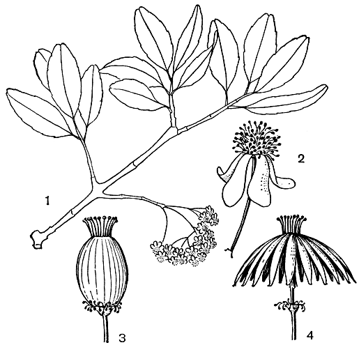 Рис. 10. Медузагина супротивнолистная (Medusagyne oppositifolia): 1 - ветвь с соцветием; 2 - цветок; 3 - плод; 4 - зрелый плод в раскрытом виде