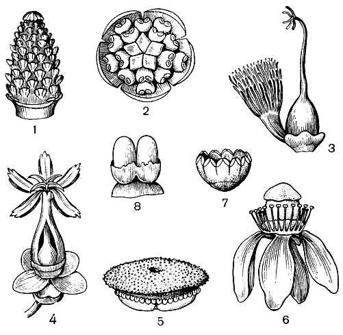 Рис. 12. Разнообразие андроцеев, гинецеев и семена представителей клузиевых: 1 - гарциния малаккская (Garcinia malaccensis); 2 - клузия музыкальная (Clusia organensis); 3 - платония замечательная (Platonia insignis); 4 - симфония шариконосная (Symphonia globulifera); 5 - гарциния дриобалановая (G. dryobalanites); 6 - ридия крупнолистная (Rheedia macrophylla); 7-8 - ренггерия кудрявая (Renggeria comans)