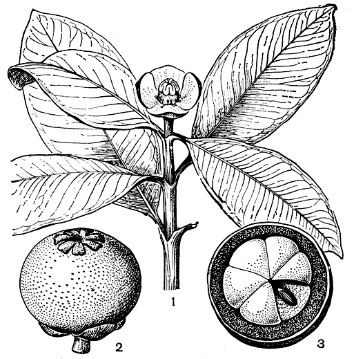 Рис. 13. Мангустан (Garcinia mangostana): 1 - ветвь с женским цветком; 2 - плод; 3 - плод в разрезе (видны семена, окруженные пульпой)