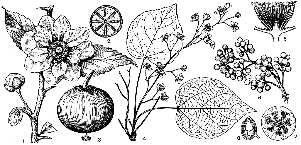 Рис. 15. Флакуртиевые. Онкоба колючая (Oncoba spinosa): l - ветвь с цветком; 2 - завязь в разрезе; 3 - плод. Идезия многоплодная (Idesia polycarpa): 4 - ветвь с цветками; 5 - цветок в разрезе; 6 - ветвь с плодами; 7 - плод в разрезе; 8 - семя в разрезе