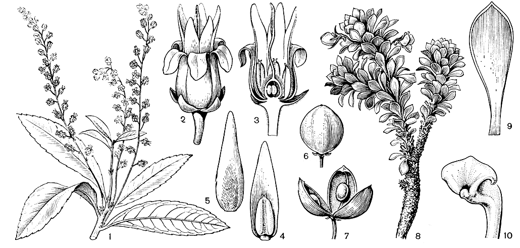 Рис. 18. Фиалковые. Ринорея физифора (Rinorea physiphora): 1 - фрагмент побега с соцветиями; 2 - цветок; 3 - продольный разрез цветка; 4 - тычинка с нектароносным придатком на спинке нити (с внутренней стороны); 5 - тычинка с нектароносным придатком на спинке нити (с наружной стороны); 6 - плод; 7 - раскрытая коробочка с семенами. Фиалка котиледон (Viola cotyledon): 8 - общий вид растения с цветками; 9 - лист с хрящеватым краем; 10 - рыльцевая головка