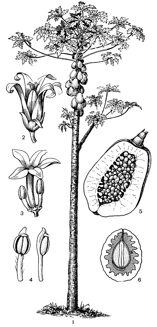 Рис. 24. Папайя, или дынное дерево (Carica papaya): 1 - общий вид растения; 2 - женский цветок; 3 - мужской цветок; 4 - тычинки; 5 - продольный разрез плода; 6 - продольный разрез семени
