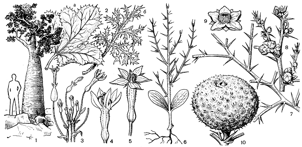 Рис. 25. Тыквенные. Дендросициос сокотранский (Dendrosicyos socotranus): 1 - общий вид растения; 2 - листья (а - нижние, б - верхние); 3 - соцветие; 4 - мужской цветок; 5 - женский цветок. Акантосициос ощетиненный (Acanthosicyos horridus): 6 - проросток с семядольными листьями; 7 - ветвь взрослого растения; 8 - соцветие; 9 - цветок; 10 - плод