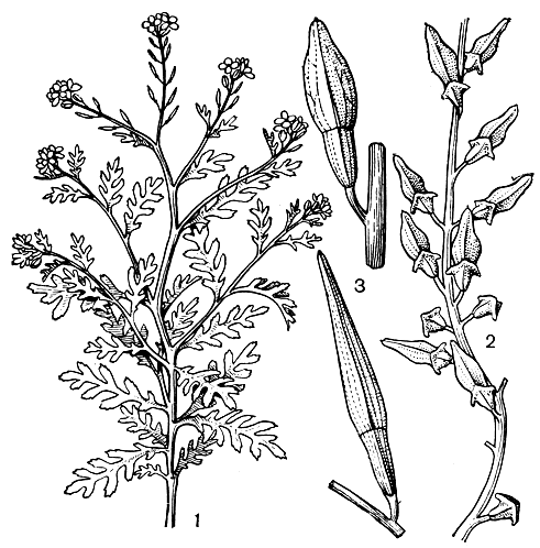 Рис. 32. Крестоцветные. Морская горчица (Cakile maritima): 1 - общий вид растения; 2 - плоды. Ланцетная горчица (Cakile lanceolata): 3 - ветвь с плодами
